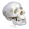 Supertek Plastic Human Skull Model B12406-S3 - alternate 2